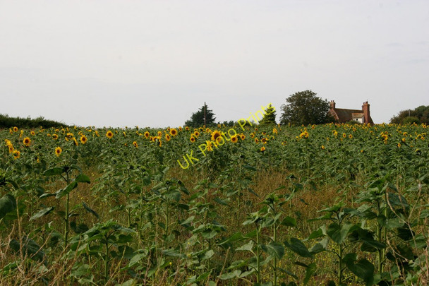 Photo 6"x4" Sunflower Field Point Clear c2009