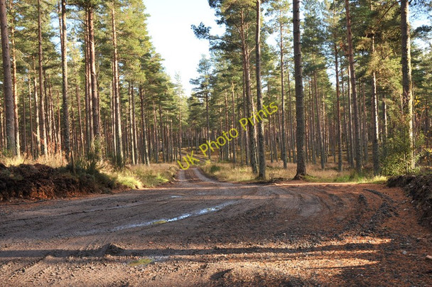 Photo 6"x4" Forestry road into Fleenas Wood Littlemill\/NH9150 c2010