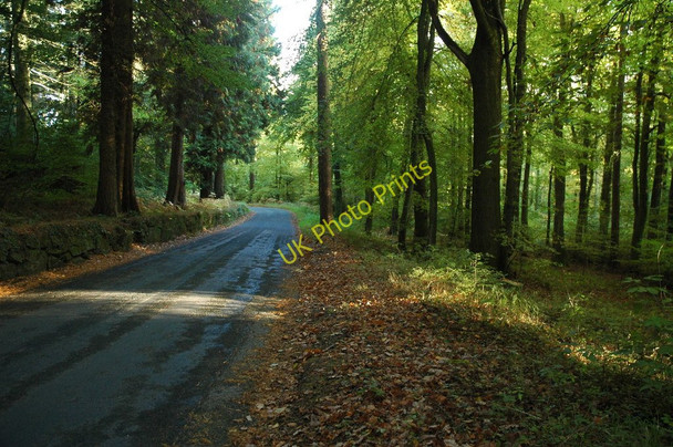 Photo 6"x4" Road to Llandogo Botany Bay\/SO5102 c2010