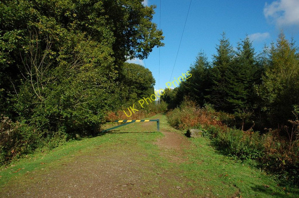 Photo 6"x4" Fedw Wood The Cot c2010