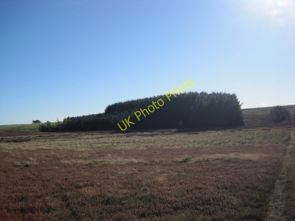 Photo 6"x4" Fell Plantation Coldcoats Sike c2010