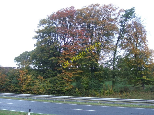 Photo 6"x4" Tree beside the A30 at Meldon Meldon\/SX5592 c2010