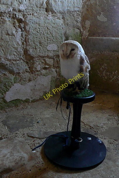 Photo 6"x4" Birds at Bodiam Bodiam c2010