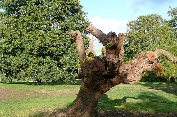 Photo 6"x4" In the grounds of Scotney Castle The Down c2010