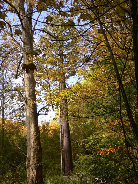 Photo 6"x4" Mobile phone mast on Denbies Estate Dorking c2010
