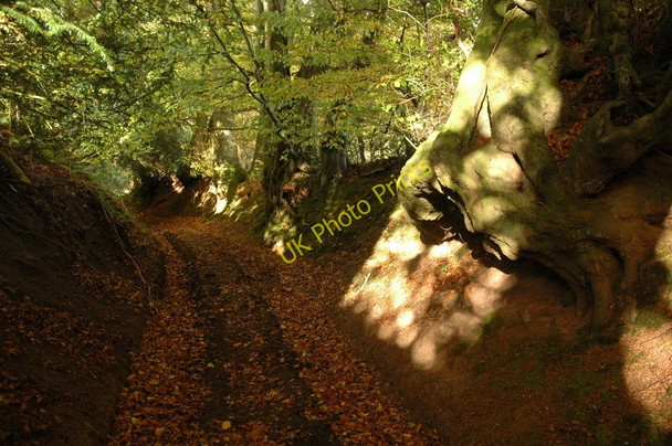 Photo 6"x4" Coxbury and Wyegate Lane Whitebrook\/SO5306 c2010