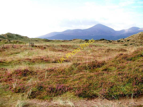 Photo 6"x4" Dune heath at Murlough Newcastle\/J3732 c2010
