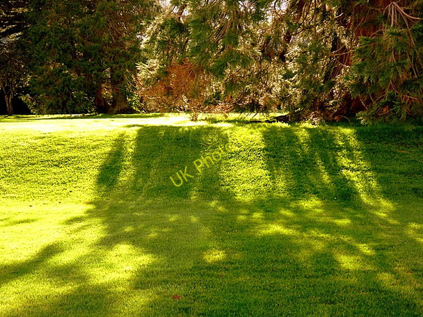 Photo 6"x4" Wellingtonian shadows Cavan c2010