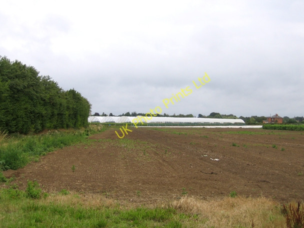 Photo 6"x4" Polytunnels south of Pinchbeck, Lincs Spalding c2006