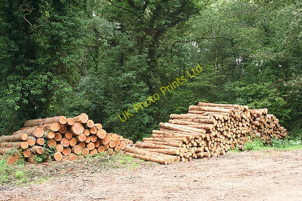 Photo 6"x4" Kennerleigh: Kennerleigh Wood Kennerleigh c2006