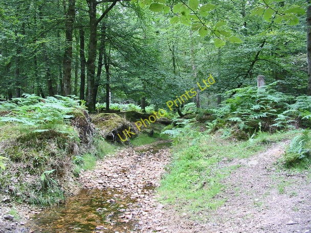 Photo 6"x4" Latchmoor Brook Islands Thorns Inclosure New Forest Fritham c2006