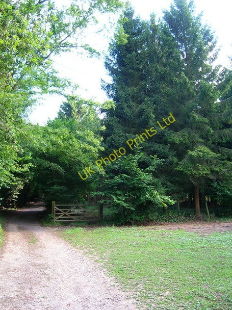 Photo 6"x4" Clearing, The Plantation Chilgrove c2006