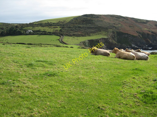 Photo 6"x4" Cattle above Hemmick Beach Penare c2010