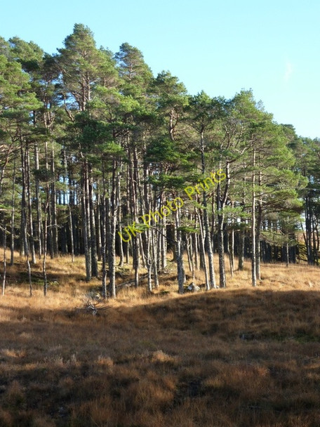 Photo 6"x4" Pine trees by Allt Langwell River Cassley\/NC4111 c2010
