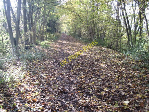 Photo 6"x4" Meon Valley Trail Warnford c2010