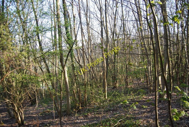 Photo 6"x4" Woodland, Babylon Down Eastbourne\/TQ5900 c2010