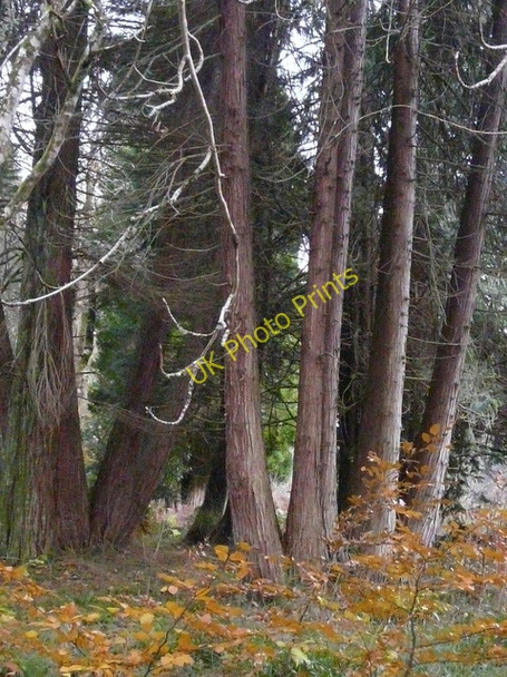 Photo 6"x4" Specimen trees in Ardross Castle grounds Cnoc Ruadh c2010