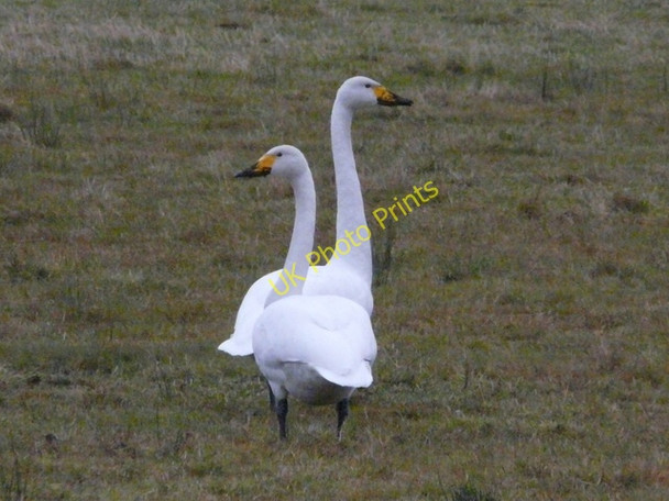 Photo 6"x4" Whooper Swans near Braulen Lodge Braulen Lodge c2010