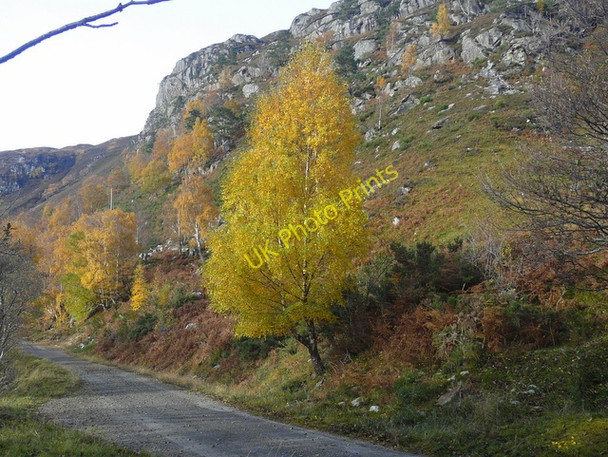 Photo 6"x4" Autumn Birch by Loch a'Mhuillidh Loch a' Mhuillidh c2010