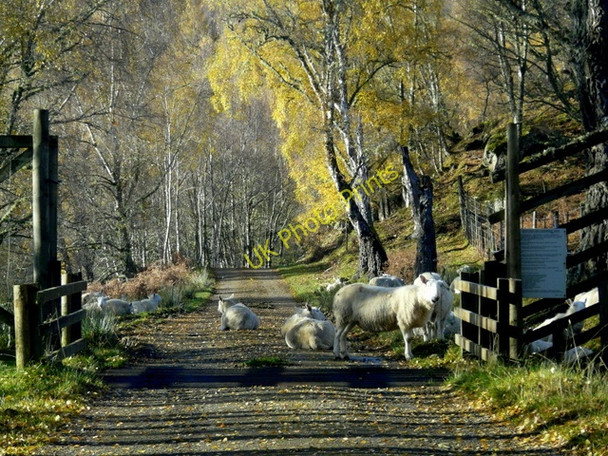 Photo 6"x4" Welcome committee at Culligran Struy c2010