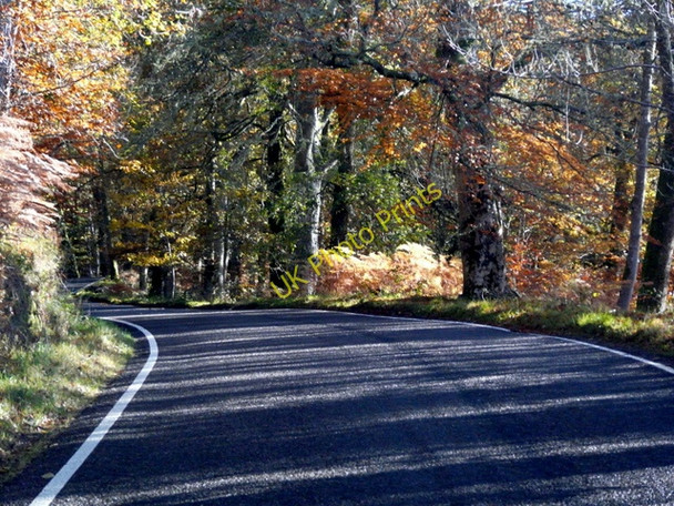 Photo 6"x4" Woods near Erchless Erchless Castle c2010