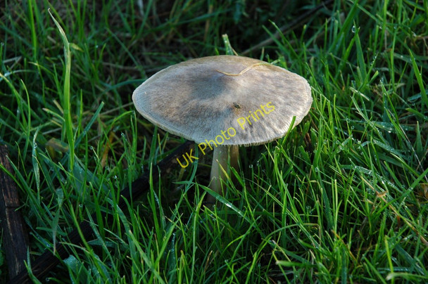 Photo 6"x4" Fungus on the banks of the Severn Awre c2010