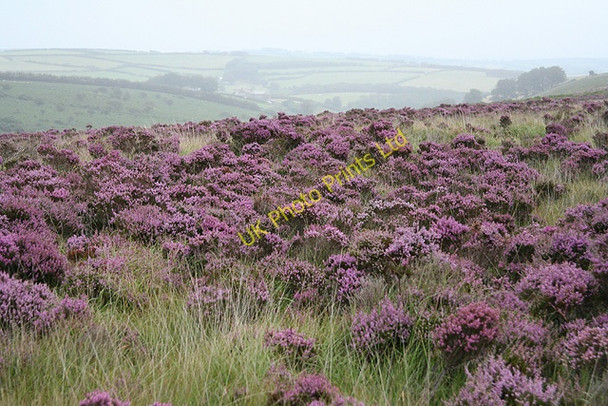 Photo 6"x4" Molland: by the path to Red Ford Champson c2006