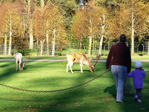 Photo 6"x4" Close encounter at Dunham Massey Dunham Town c2010