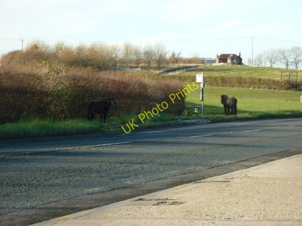 Photo 6"x4" Waiting for my bus home Hunmanby Moor c2010