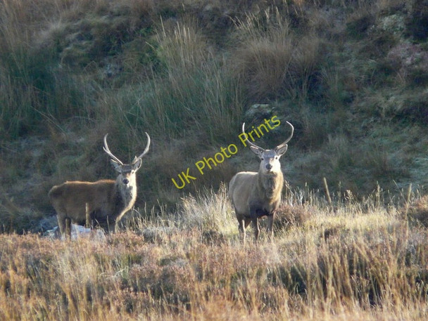 Photo 6"x4" Two stags near Black Bridge Black Bridge\/NH3770 c2010