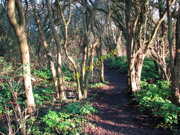 Photo 6"x4" Path through a hawthorn woodland, North Cliff, Kessingland Kessingland c2010
