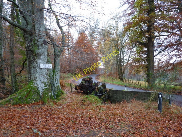 Photo 6"x4" Autumn near Belladrum Camault Muir c2010