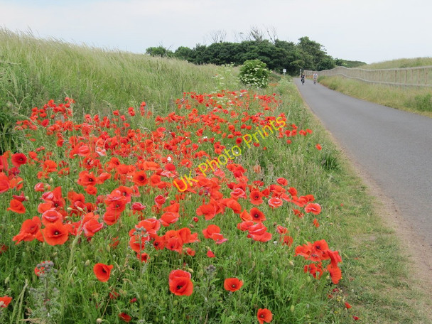 Photo 6"x4" Poppies near the White Sands Broxburn\/NT6977 c2010