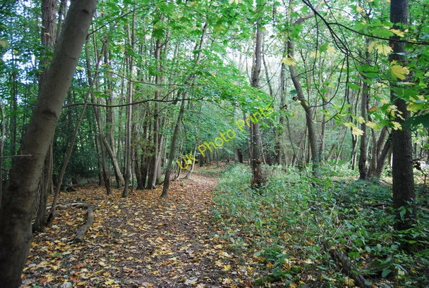 Photo 6"x4" Sussex Border Path, Beech Wood Durgates c2010