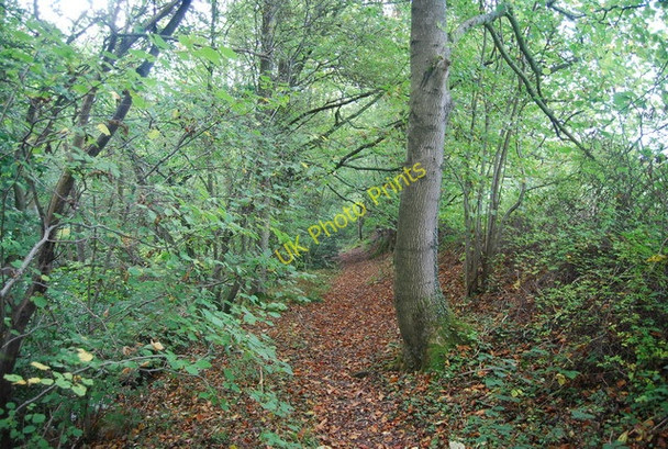 Photo 6"x4" Sussex Border Path, Mab's Wood Best Beech Hill c2010