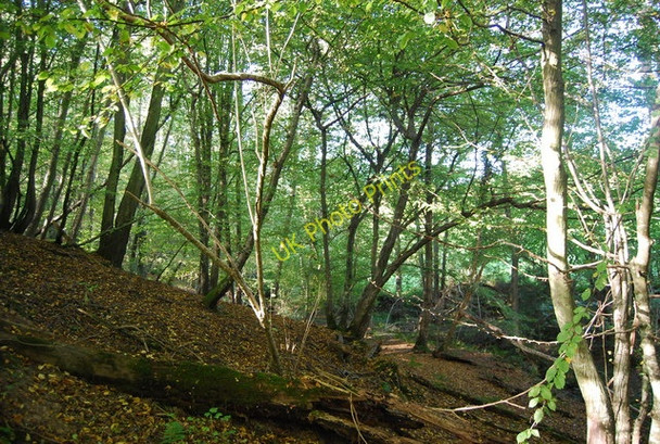 Photo 6"x4" Colesgrove Wood Sleeches Cross c2010