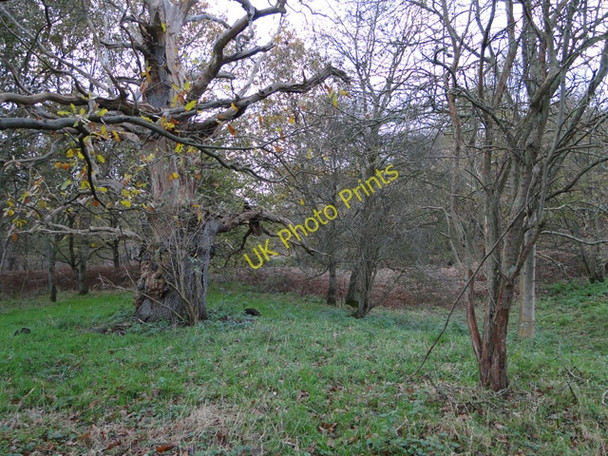 Photo 6"x4" Area of woodland on the edge of Henham Park Wangford\/TM4679 c2010