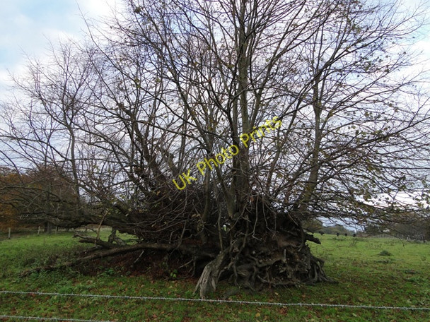 Photo 6"x4" Tree that refuses to die Wangford\/TM4679 c2010