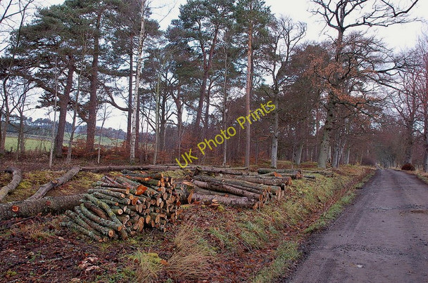 Photo 6"x4" Cleared trees, Barns Barns\/NT2139 c2010