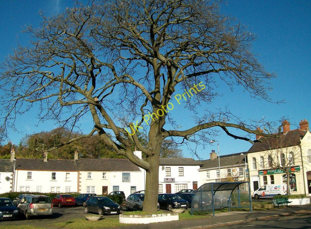 Photo 6"x4" Elegant tree in the Lower Square Castlewellan c2010