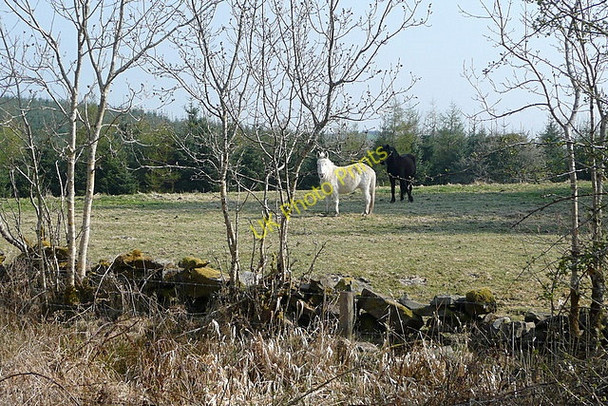 Photo 6"x4" Hinnies at Loughburke Kilmaley c2010