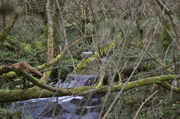Photo 6"x4" The river Caen passing through Stowford Plantation Bittadon c2010