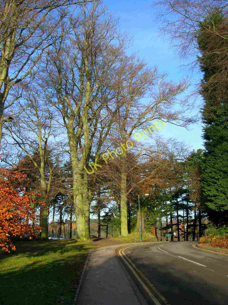 Photo 6"x4" Trees by Library Road, University Of Nottingham Beeston\/SK5236 c2010