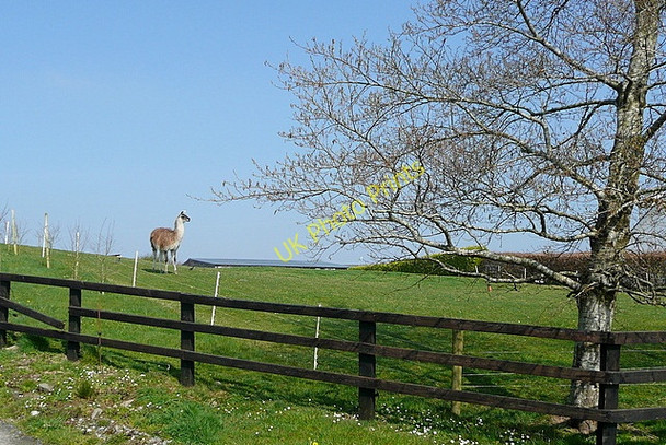 Photo 6"x4" Llama at Croaghaun Kilnamona c2010