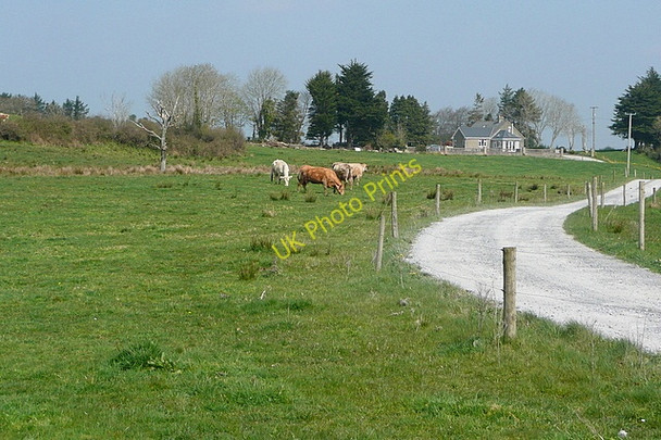 Photo 6"x4" Cattle at Mahonburgh Mahonburgh c2010