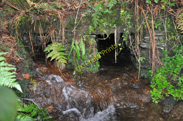 Photo 6"x4" A stream which originated on Frog Moor emerges from under the B3230 into Stowford Plantation Bittadon c2010