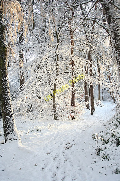 Photo 6"x4" By the Burn of Fochabers Fochabers c2010