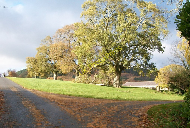 Photo 6"x4" Tree lined avenue at Castlewellan Forest Park Castlewellan c2010