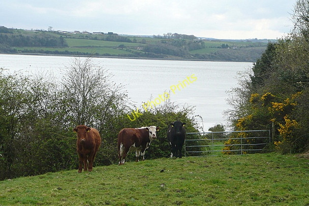 Photo 6"x4" Cattle at Shannakea Loghill c2010