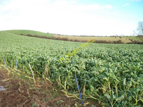 Photo 6"x4" A field of brassicas east of the Commons Road Clough\/J4040 c2010
